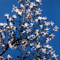 コブシ　花は農作業の目じるしに　川名興　【房総の草木虫魚】（４６３）