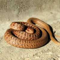 橋の下でとぐろを巻くシマヘビの幼体　草で突くと縄のように体をくねらせる＝２００５年１１月２日、木更津市（筆者撮影）
