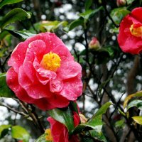 大ぶりの花が特徴のツバキ「明石潟」＝大島町元町の椿花ガーデン