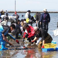 ザクザク大粒アサリ　富津、潮干狩り場オープン