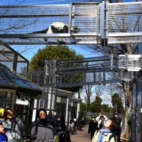 空中歩くサルにわくわく　「おさるーむ」市川市動植物園に新施設　２０日オープン