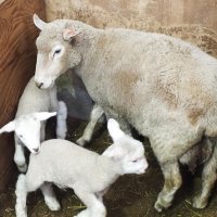 赤ちゃんヒツジ次々誕生！　２５匹、双子は８組　富津・マザー牧場、限定イベントも