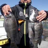 保田沖で釣り上げたクロダイ（写真は「村井丸」提供）