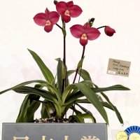 日本大賞を受賞した尾木さんの作品（画像は尾木さん提供。市役所には展示されない）
