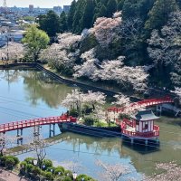 茂原の名所で「桜まつり」　２８、２９日　プレイベントも