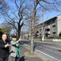 歩行者天国でお花見　４月４、５日「みつわ台桜祭り」　地域住民、にぎわい創出へ　 演奏やよさこい、フリマも　千葉市若葉区