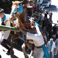 大漁、豊作願い駆け上がる　人見神社神事「神馬」（君津市）　【千葉日報地域きずな賞】