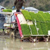 早くも田植えの季節到来　ごくわせ品種「五百川」　７月下旬に収穫へ　いすみ