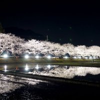 春の水田、浮かぶ１００本　いすみ　闇夜に桜、光まとい