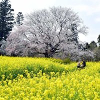 願い、咲き誇る　心触れ合う里へ　市原　大俵桜樹齢１５０年　