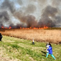 【動画あり】湿原環境保全へヨシ焼き　中学生も参加、活動学ぶ　東庄・利根川下流域