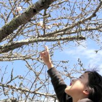 城山公園で開花した桜の花を指す男児＝１９日、館山市