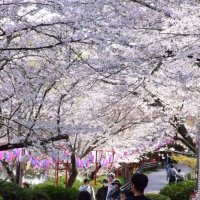桜まつりが開催されている茂原公園を巡る来園者＝２８日、茂原市