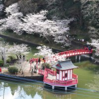 弁天湖を彩る桜＝２８日、茂原市の茂原公園