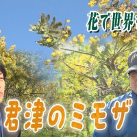 君津は全国有数のミモザ産地に　栽培が盛んな理由は？　気になるあの記事を「ツイセキ！！」　千葉日報×Ｊ：ＣＯＭコラボ第３１弾