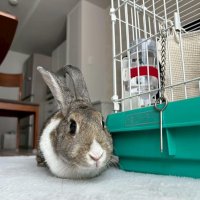 学校から“消えた”ウサギ　ピーク時５００匹　千葉市、飼育ゼロに　小屋で続ける難しさ　教員の負担も重く
