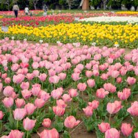彩り豊かに広がる　市民が植えた５万本、次々と　チューリップ祭り　匝瑳市