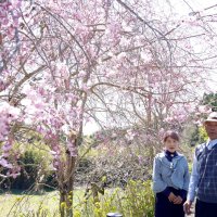 シダレザクラで癒やし　八重桜、ツツジで月末へ“花のリレー”　大多喜・斎藤さん　春恒例の庭公開