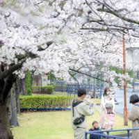 食事や音楽イベント満喫　千葉市、ＪＦＥさくらまつり