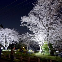 闇に浮かぶ夜桜２００本　市原・光風台でライトアップ