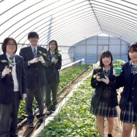 真心込めた苗いかが　多古高校　１５日から販売会　生徒が育てた野菜や花