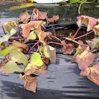 変色したサツマイモの葉（県提供）