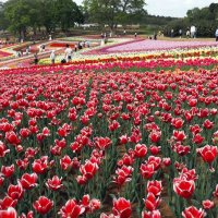 チューリップが見頃を迎えた東京ドイツ村=袖ケ浦市永吉