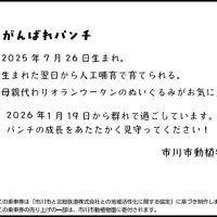 「＃がんばれパンチ　応援乗車券」の裏面イメージ（北総鉄道提供）

