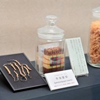 「冬虫夏草」。小説では「虫が種となり生えてくる草だ」と紹介される

