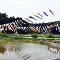 池の上すいすい　橘ふれあい公園　こいのぼり１００匹　香取