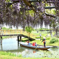 藤の花の甘い香りが漂っている藤棚＝２８日、香取市の水郷佐原あやめパーク