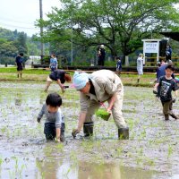 “米どころ”８０人田植えに汗　市原・加茂