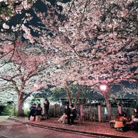 夜桜ライトアップ、夢幻の境地に誘う　木更津・太田山公園