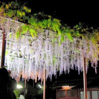 樹齢１００年「木屋の藤」境内彩る　市原・大宮神社