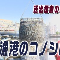 “逆出世魚”の汚名返上へ　船橋漁港のコノシロを活用せよ！　気になるあの記事を「ツイセキ！！」　千葉日報×Ｊ：ＣＯＭコラボ第３２弾