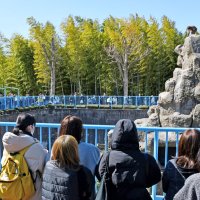 【速報】「パンチ」のサル山侵入、米国籍の男２人逮捕　威力業務妨害疑い　着ぐるみ姿で撮影か　市川市動植物園
