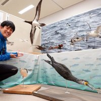 海鳥目線で学ぶ食物連鎖　１０日まで豊富な標本やパネル展示　勝浦海の博物館