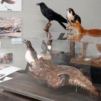 キアンコウによる海鳥捕食のイメージ（手前）など、さまざまな標本が並ぶ企画展