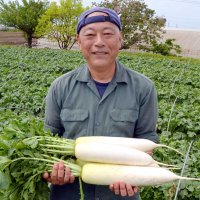 白くつややかな肌を持つ「姉崎だいこん」。「春大根は生がおいしい」と話す泉水良仁さん＝市原市
