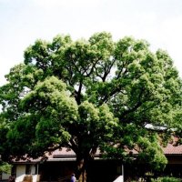 クスノキ　神木の新芽人々を魅了　川名興　【房総の草木虫魚】（４６７）