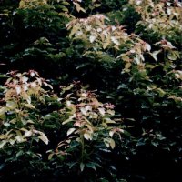 クスノキ　新芽＝２００６年７月４日、富津市青木（川名興撮影）
