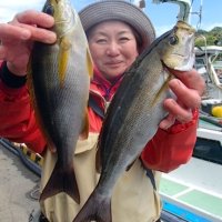 保田沖で釣り上げたイサキ（写真は「村井丸」提供）
