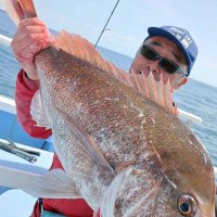 鹿島沖で釣り上げたマダイ（写真は「幸栄丸」提供）