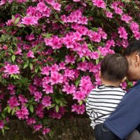 茂原公園でツツジ鮮やか　２、３日「つつじ祭」