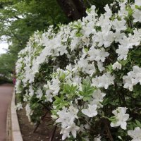 茂原公園内を彩るツツジ
