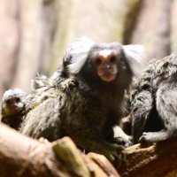 親の背中に愛らしい姿　マーモセット４匹誕生　千葉市動物公園
