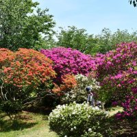 ツツジと名産満喫　東庄・雲井岬公園　イベントにぎわう
