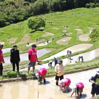 大山千枚田で田植え　鴨川　都市住民と景観守る