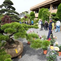 丹精込めた造形樹ずらり　庭木や鉢植え展示即売　匝瑳「植木まつり」５日まで