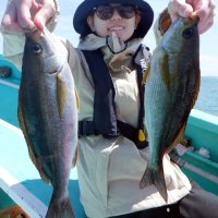 保田イサキ狙える　木更津アジ好釣　【今週の釣果】